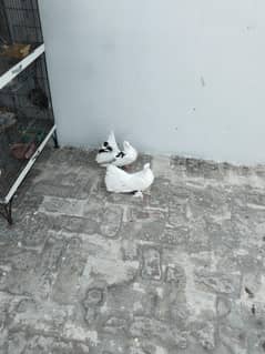 lucky pigeons pair