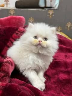 PERSIAN KITTEN FOR SALE ONLY CONTACT WHATUP 03292450497