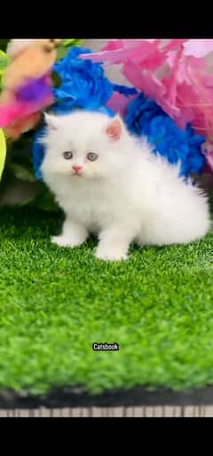 blue