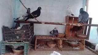 pigeon