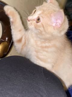 Persian kitten