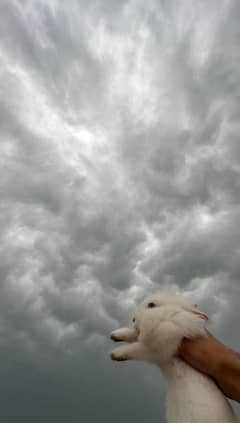 Rabbit(bunny)