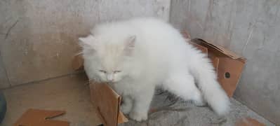 MEOW_MEOW A Loving Cat Needs a New Home. . 