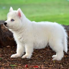 Siberian Husky Male Puppy | Blue eyes woolly. 03234414509 WhatsApp