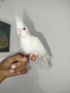 White Eno Red Eyes Handtamed + Breeder Male For Sale