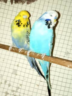 Exhibition Bird