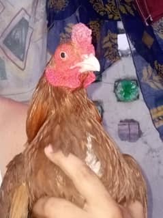 aik jora murga murgi or un ky 4 bachy 1 mahiny ky