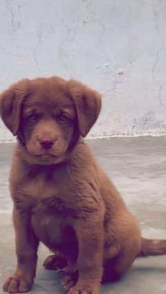 Labrador choclate male for sell