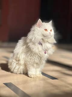 PERSIAN