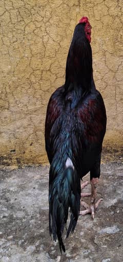 Aseel male mianwali for Sale