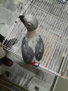 Grey Parrots for Sale