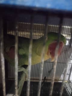 breader female  contact 03052613799 whatsapp
