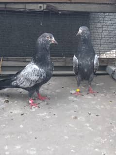 2 Teddy Pair 5000  single pair
