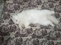 Cats for sale