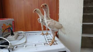 Shamo Choozey
