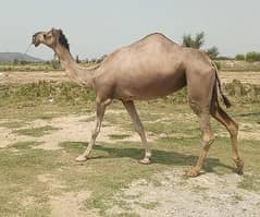 camel for Sale