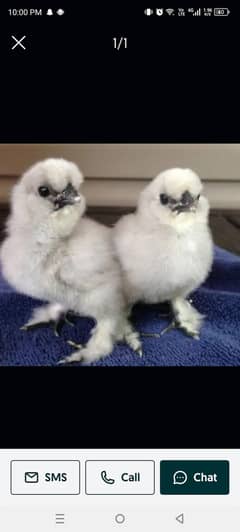 Silkie  ,silky chicks (03224535024)