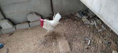 Hens