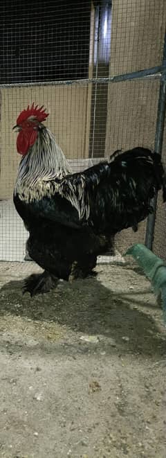 Black Buff Breeder Male