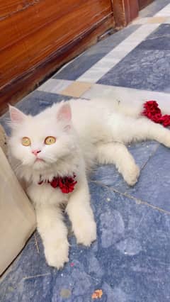 Healthy White  Persian Cat Available For Sale