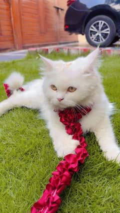Healthy White  Persian Cat Available For Sale