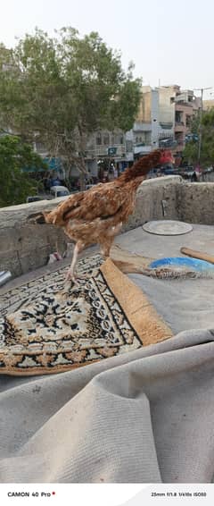 2Aseel hens for sale WhatsApp 03112875204