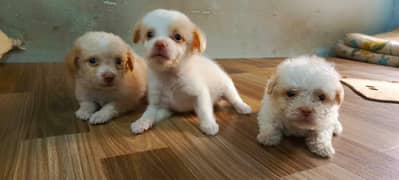 Dog Puppies