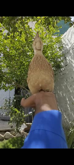 irani male teetar