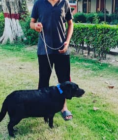 Labrador Female For Sale Confirm Breeder