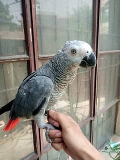 Semi tame very much talking parrot 0/335446313:/9