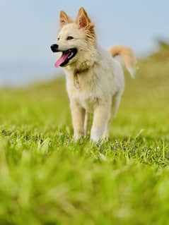 Pomeranians