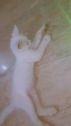Persian cat