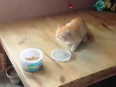 Cat  Male Persian Cross