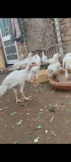 quality Heera chicks available for sale