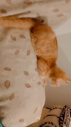 Persian male kitten