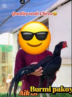 Burmi pakoya male age 16 month bohat kamal ki chez hai
