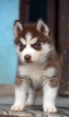 Siberian