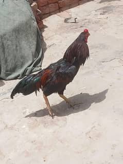 Nasli seel 2 morge ha
