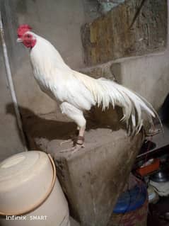aseel