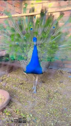 Male