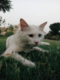 Top quality Turkish angora male cat available for mating