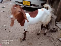 bakria
