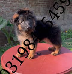 German Shepherd 03198435459