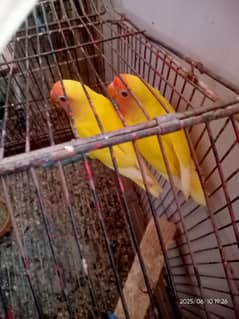 Lotino Love birds Pair