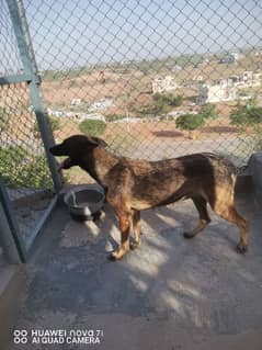 Two Belgian Milinois for Sale