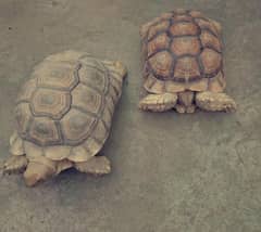 imported turtle