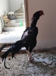 aseel Thai pakoye cross  male healthy and active