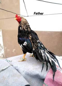 Aseel patha for sale