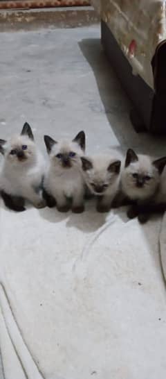 Siamese kitten
