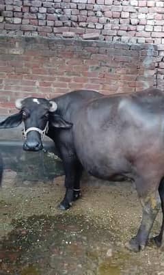 pehla